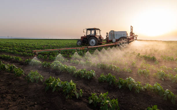 Best Ant Control Services  in Wellington, TX