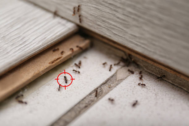 Best Pest Control Near Me in Wellington, TX