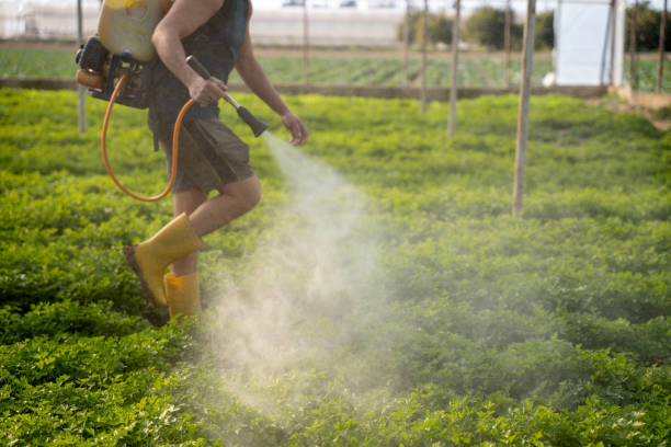 Best Wasp Removal Services  in Wellington, TX