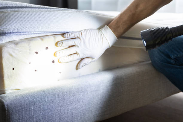 Best Pest Inspection Near Me  in Wellington, TX