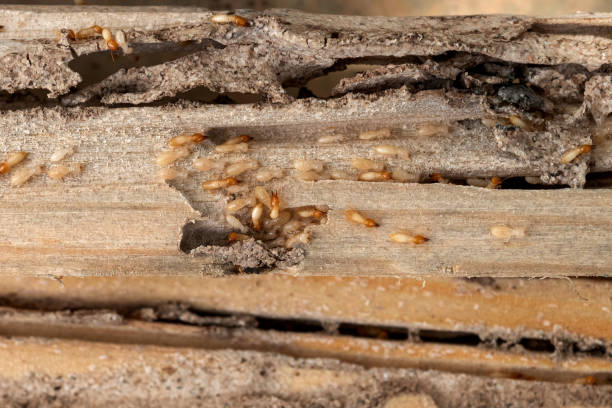 Best Cockroach Control Services  in Wellington, TX