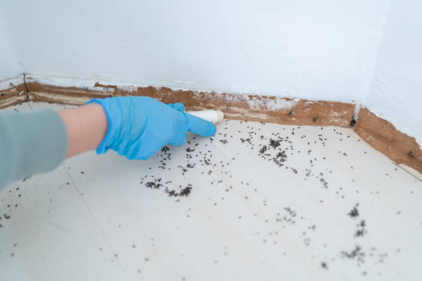 Best Best Pest Control Companies  in Wellington, TX